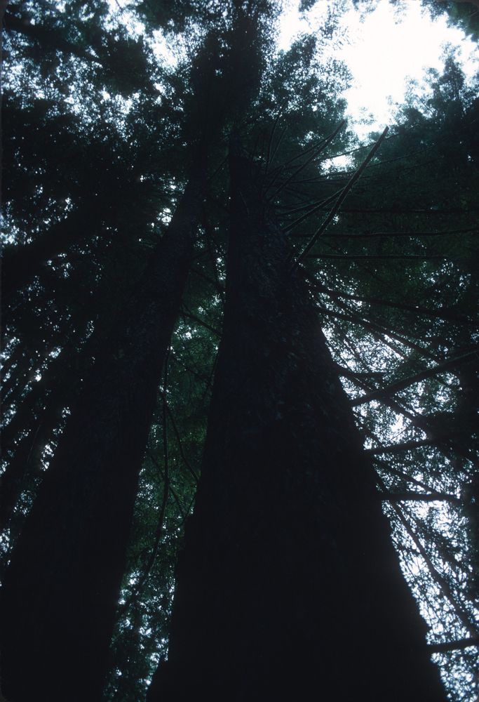 Redwood demonstration forest: trees