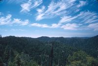 Cirrus clouds