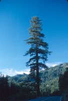 Avenue of the Giants: single tree