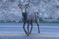 Bighorn sheep