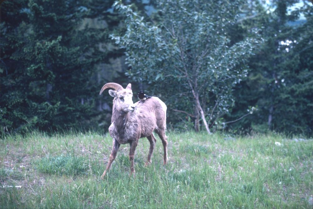 Bighorn sheep with magpie