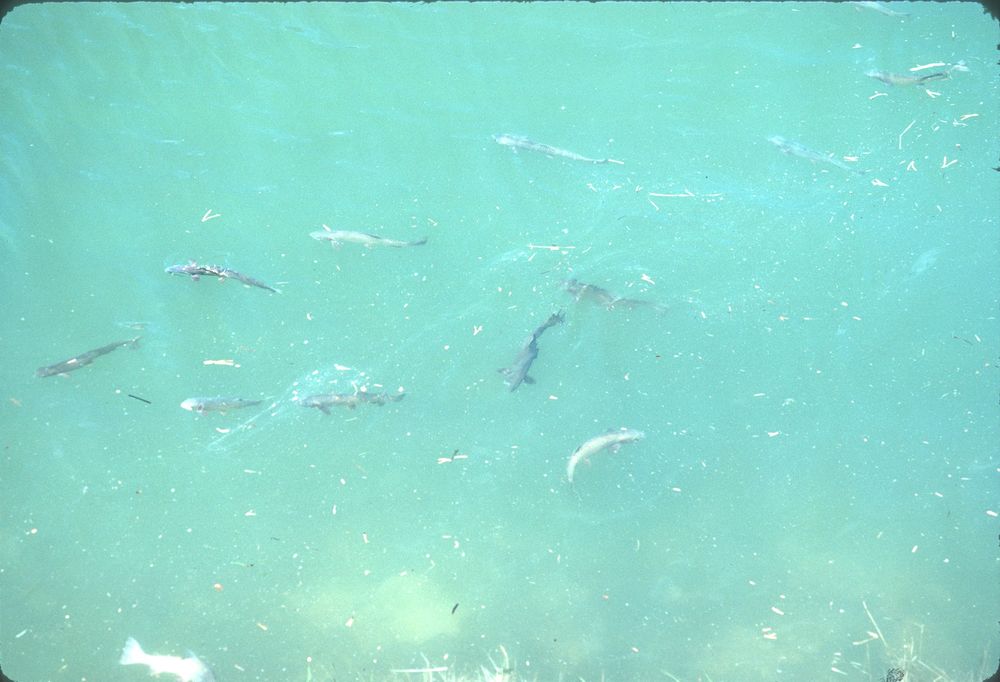 Yellowstone River: Trout