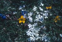 Alpine flowers